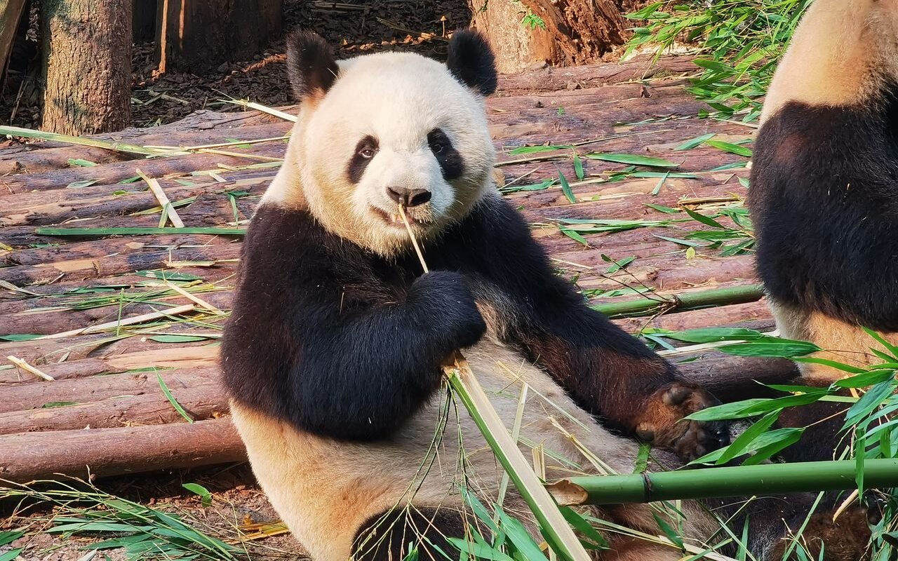Close-up of a giant panda enjoying bamboo in a natural setting at Chengdu, China.